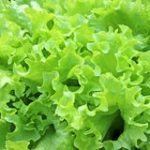 http://www.dreamstime.com/royalty-free-stock-image-corrugated-lettuce-leaves-growing-salad-field-image32082086